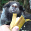 Sagui Bananinha
