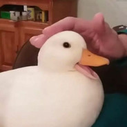 Pato_Fatuo