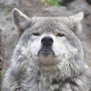Volchara