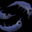 Anchovies