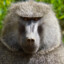 Lustful Baboon