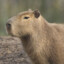 capybara
