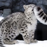 Umka ʕ ᵔᴥᵔ ʔ