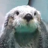 Prohibit_Killua Zoldyck