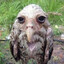 soggy bird