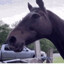 Horse Named “Tesco”
