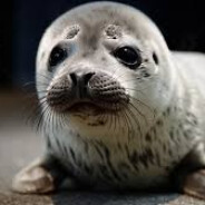Mud Baby Seal Pup