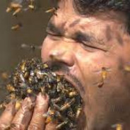 Num Num Num bees so good