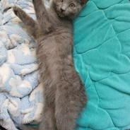 황금빛 내 국밥