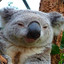 astonished koala