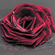 四季平安发财树