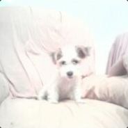 Stephens (giggety!) || Cess