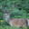 fucking deer