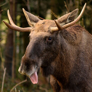 Дикий лосось