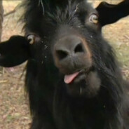 GoaT