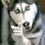 RabiesDog