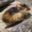 ThatLemming