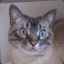 mooncat