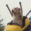 dogzera