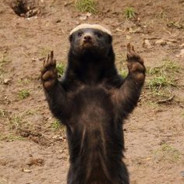 Suspicous_HoneyBadger