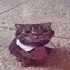 DapperFuckingCat