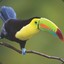 LeToucan