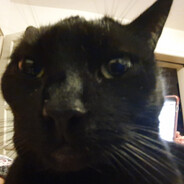 dcat