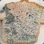 a moldy piece of bread