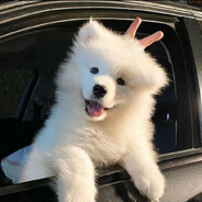 吃饭睡觉打豆豆