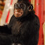 Macaco Xico