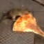 Pizza Rat