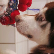 顶天立地王斯文