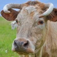 登临绝顶牛大胆