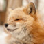 DustFox