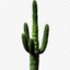 Cactus | Banu&#039;