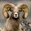 ChargingBighorn