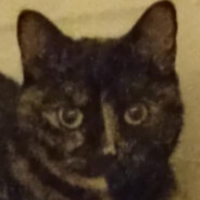 catlover