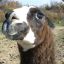 the quirky llama