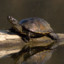 żółw błotny