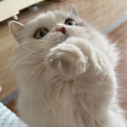 奶糖是只小猫咪