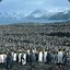 10000penguins