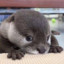 Otter