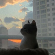 мамапатика