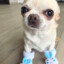 哈士奇husky
