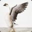 GREG GOOSE