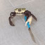 A Knifey Crab