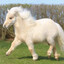 CAVALO PONEY