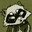 Raccoon Enthusiast