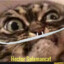 HECTOR SALAMANCAT