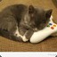 Gamingkitten47